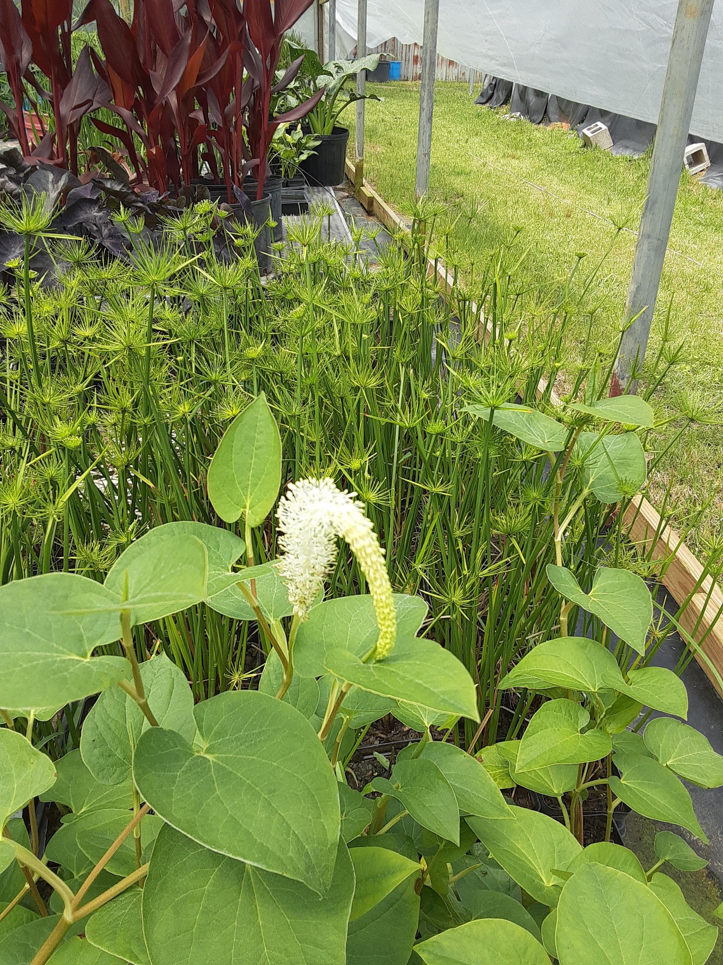Marginal Plants Water Garden Gems Garden Center