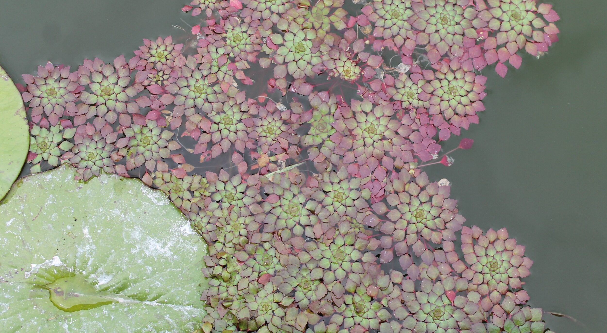Floating Pond Plants Water Garden Gems Garden Center