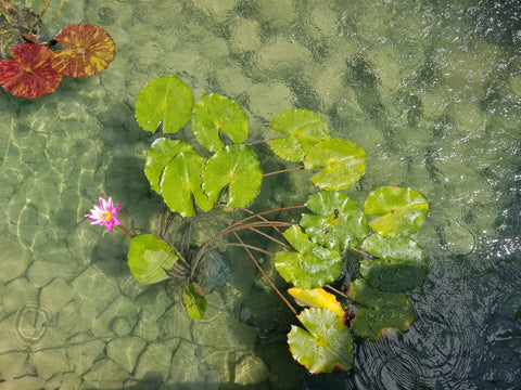 Water Garden Gems Garden Center