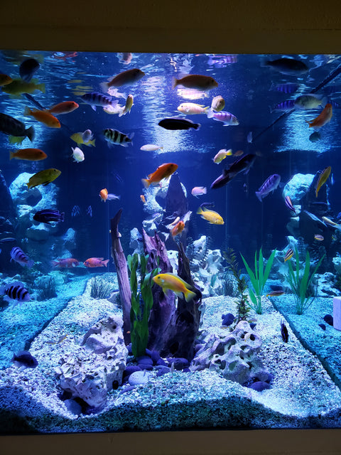 Aquarium Service & Repair