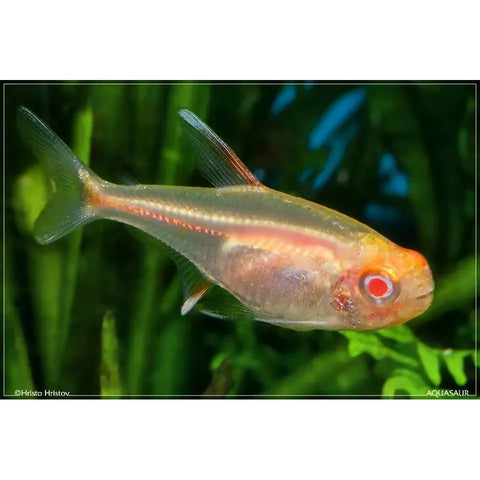Glowlight Albino Tetra - IN STORE ONLY