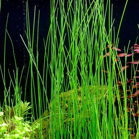Giant Hairgrass - IN STORE ONLY