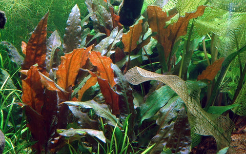Red Wendtii - IN STORE ONLY