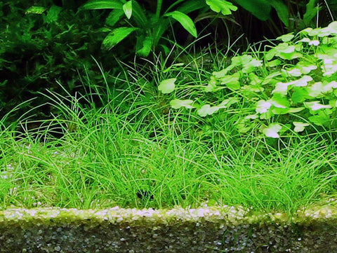 Dwarf Hairgrass - IN STORE ONLY