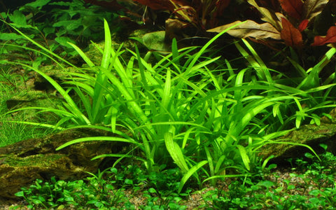 Dwarf Sagittaria - IN STORE ONLY