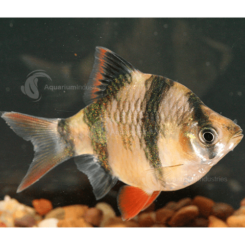Tiger Barb - IN STORE ONLY