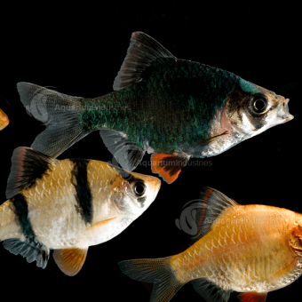 Tiger Barb - IN STORE ONLY