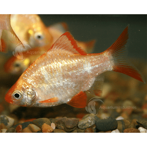 Tiger Barb - IN STORE ONLY