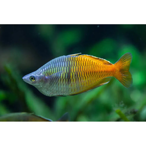 Boesemani Rainbow - IN STORE ONLY