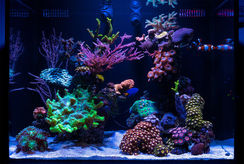 Aquarium Set-up & Design