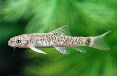 Doctor Fish