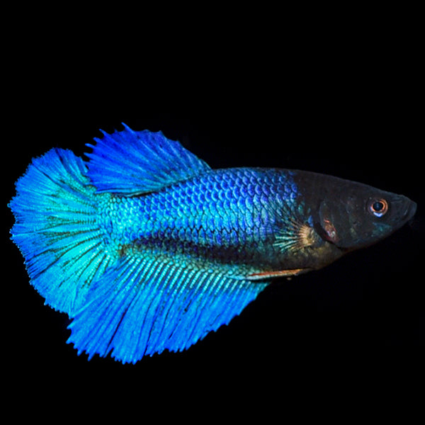 Female Halfmoon Betta IN STORE ONLY Water Garden Gems Garden Center