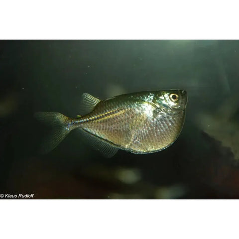 Silver Hatchetfish - IN STORE ONLY