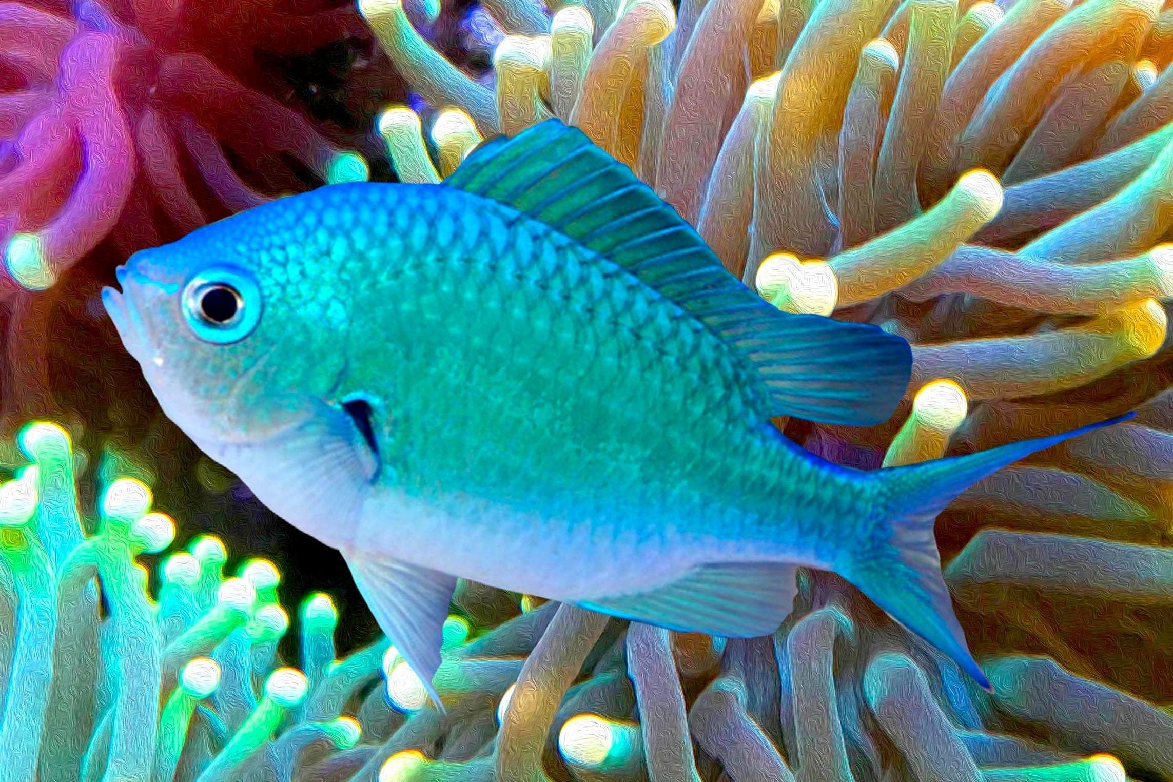 Green Chromis (IN STORE ONLY) Water Garden Gems Garden Center