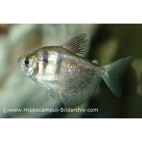 Black Skirt Hifin Tetra - IN STORE ONLY