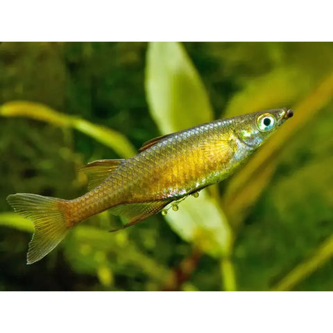 Featherfin Rainbow - IN STORE ONLY
