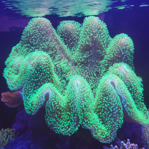 Soft Corals - COMING SOON!
