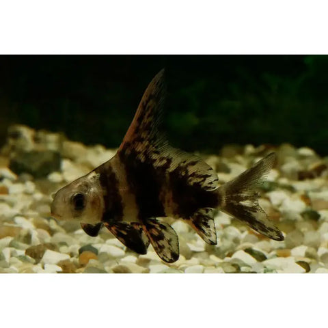 Chinese Hifin Banded Shark - IN STORE ONLY