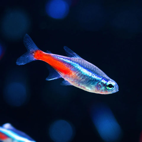 Neon Tetra (Jumbo)
