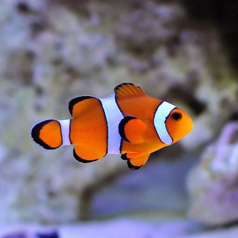 Clownfish - Ocellaris (IN STORE ONLY)