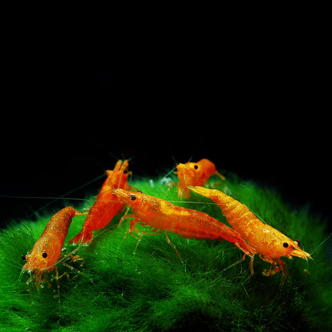 Shrimp - Orange Sunkist - IN STORE ONLY