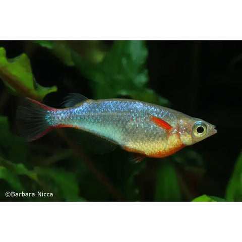 Daisy's Blue Ricefish - IN STORE ONLY
