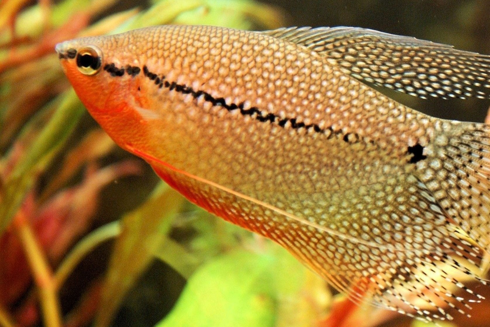 Pearl Gourami IN STORE ONLY Water Garden Gems Garden Center
