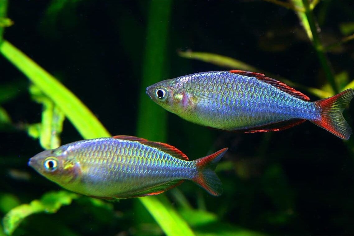 Praecox Neon Rainbowfish IN STORE ONLY Water Garden Gems Garden Center