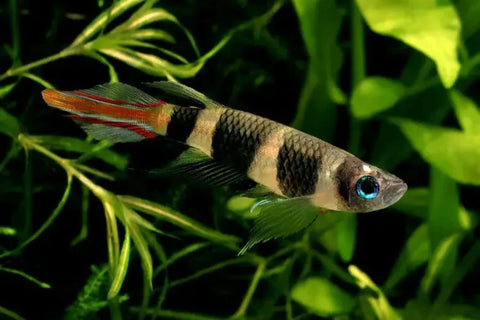 Clown Killifish - IN STORE ONLY