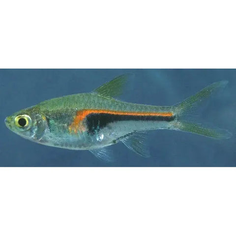 Hengeli Glowlight Rasboras - IN STORE ONLY