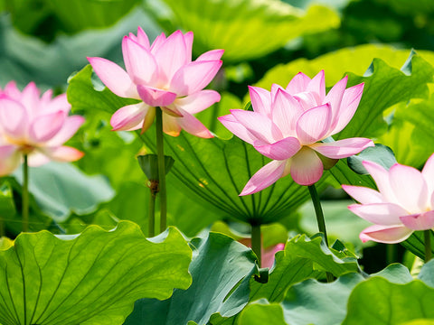 Lotus - COMING SOON