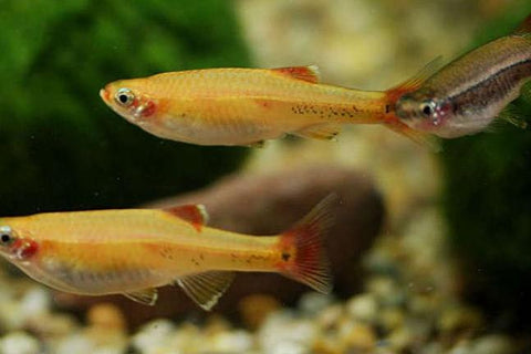 Tetra - White Cloud Gold Minnow - IN STORE ONLY