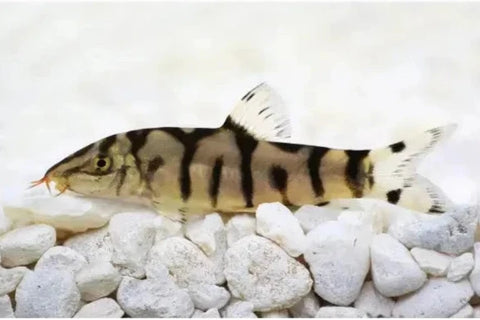 Yo-Yo Loach - IN STORE ONLY