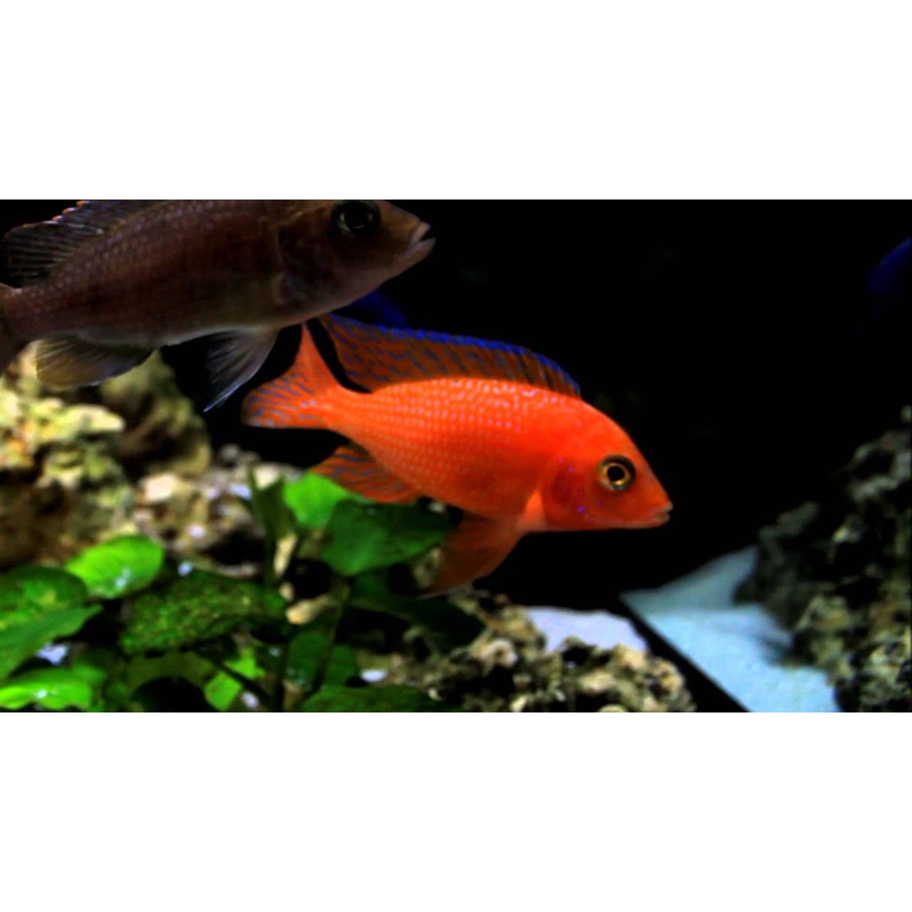 Zebra Red Cichlid IN STORE ONLY Water Garden Gems Garden Center