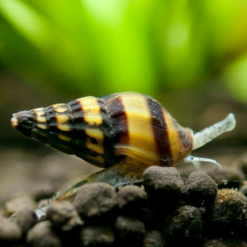 Snail - Assassin - IN STORE ONLY
