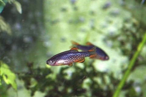 Celestial Danio - IN STORE ONLY