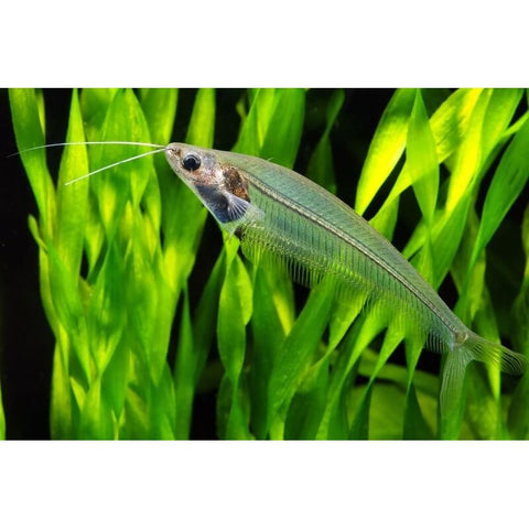 Glass Catfish - IN STORE ONLY