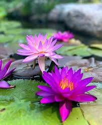 Water Feature  Design, Service & Repair
