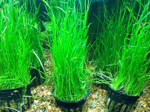 Micro Sword Narrow Leaf - IN STORE ONLY