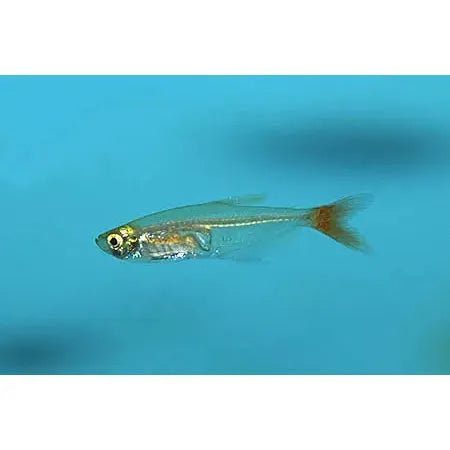 Bloodfin Glass Tetra - IN STORE ONLY