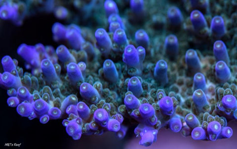 SPS