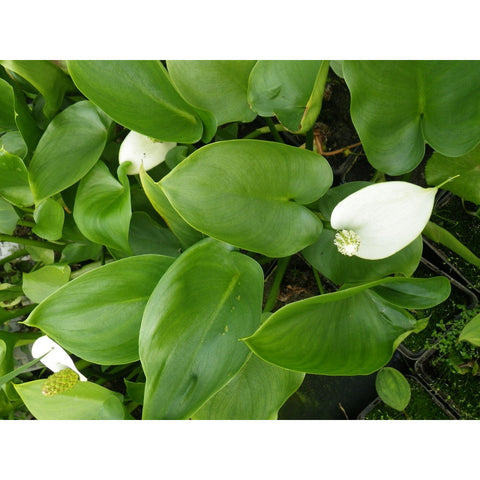 Plant - Arum 1g - IN STORE ONLY