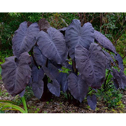 Plant - Black Magic Taro 1g - IN STORE ONLY