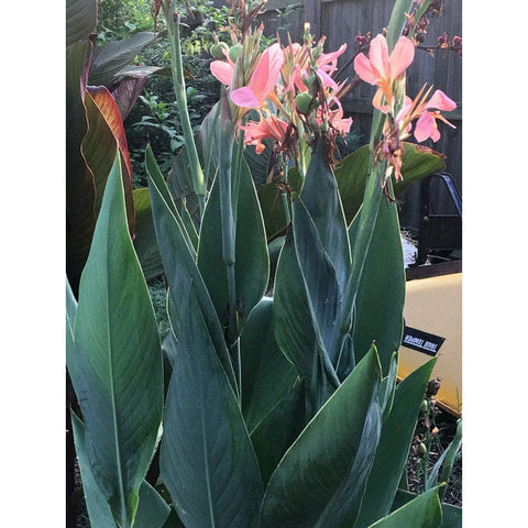 Plant - Erebus Canna Pink 1g - IN STORE ONLY