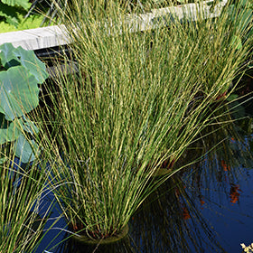 Plant - Gold Strike Rush 1g - IN STORE ONLY
