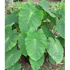 Plant - Green Taro - 1g - IN STORE ONLY
