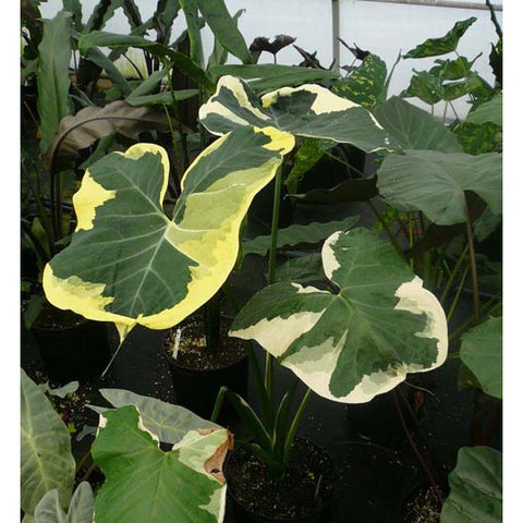 Plant - Mickey Mouse Taro 1g - IN STORE ONLY
