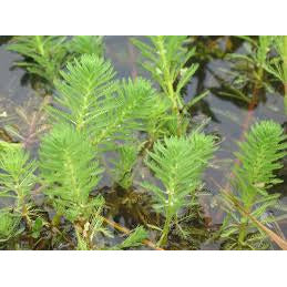 Plant - Parrots Feather 1g - IN STORE ONLY