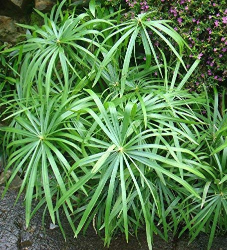 Plant - Umbrella Palm 1g - IN STORE ONLY