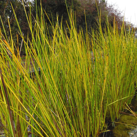 Plant - Variegated Rush 1g - IN STORE ONLY